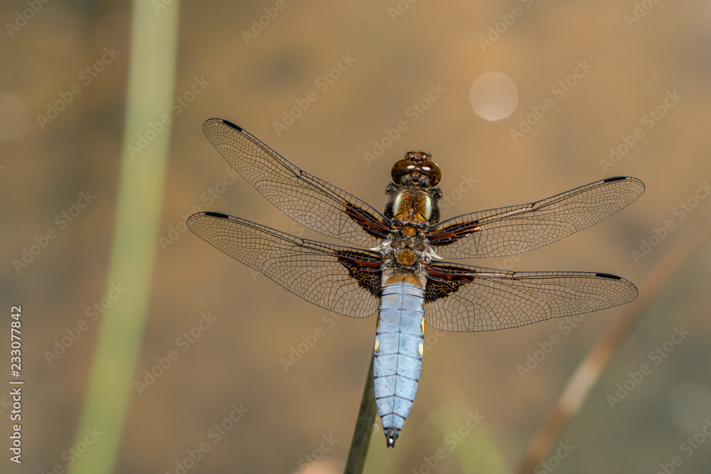 Male broad-bodied chaser (Libellula depressa) sits on a stalk Male broad-bodied chaser (Libellula depressa) sits on a stalk