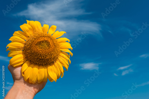 Fototapeta Naklejka Na Ścianę i Meble -  sunflower summer flower close-up, against a background of clouds.