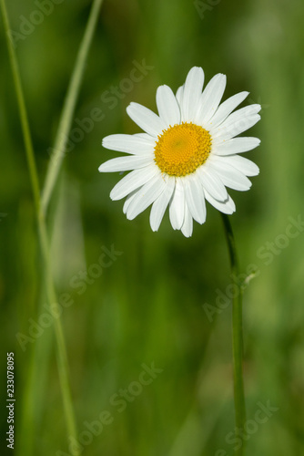 Close-up of common daisy  Bellis perennis  nearly isolated in front of green background