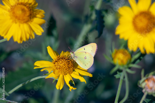 Clouded Sulphur Butterfly © Randy Anderson
