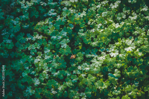 Plant wall