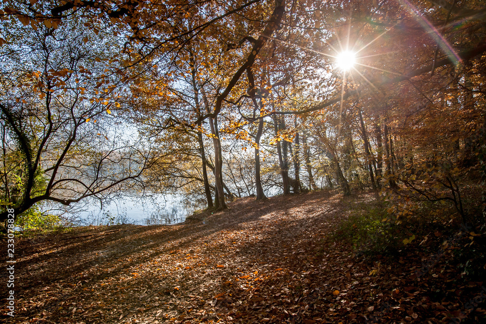 Obraz premium Sous les bois