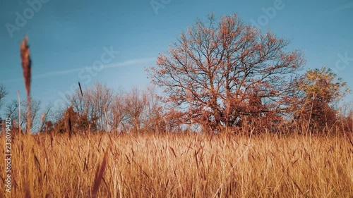 Lower viewed from the meadow with one big tree. photo