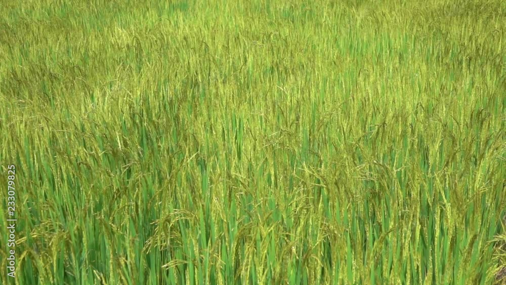 SLOW MOTION, CLOSE UP: Cinematic view of rice ready for harvest swaying in the gentle autumn winds. Vibrant green field of rice rustling in the breeze blowing through the idyllic Asian countryside. SLOW MOTION, CLOSE UP: Cinematic view of rice ready for harvest swaying in the gentle autumn winds. Vibrant green field of rice rustling in the breeze blowing through the idyllic Asian countryside.