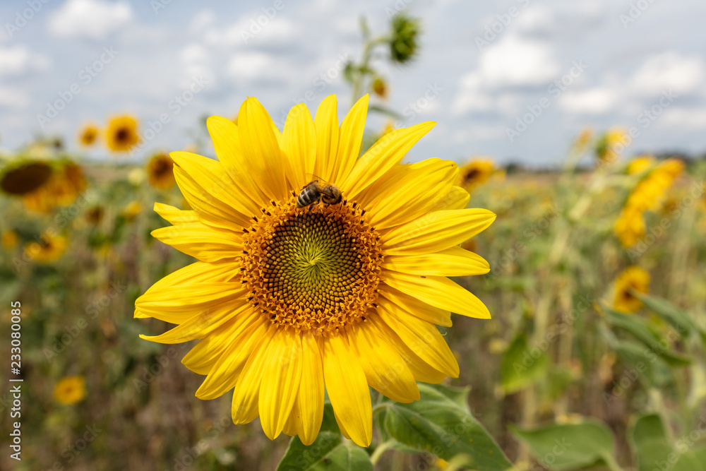 Beautiful sunflower wit a bee on it standing in a field of even more sunflowers in the blurred background