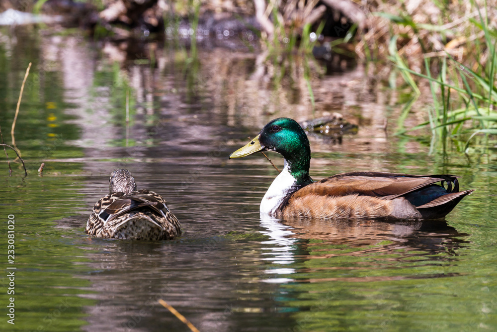 Anas platyrhynchos - Mallard duck Anas platyrhynchos - Mallard duck