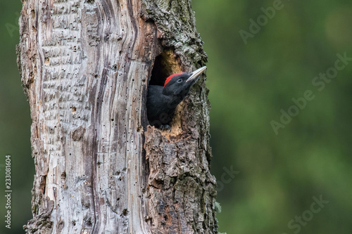 The Black Woodpecker, Dryocopus martius feeding its chicks before they will have the first flight out. Nesting cavity is in old dry tree, green background, pretty morning and soft golden light..