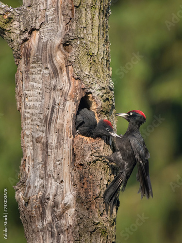 The Black Woodpecker, Dryocopus martius feeding its chicks before they will have the first flight out. Nesting cavity is in old dry tree, green background, pretty morning and soft golden light.. photo