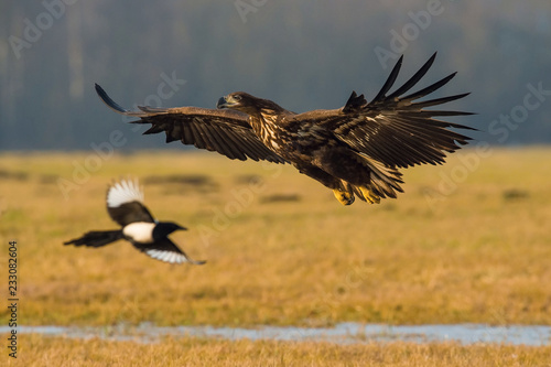 The White-tailed eagle is flying over the late autumn land © Petr Šimon