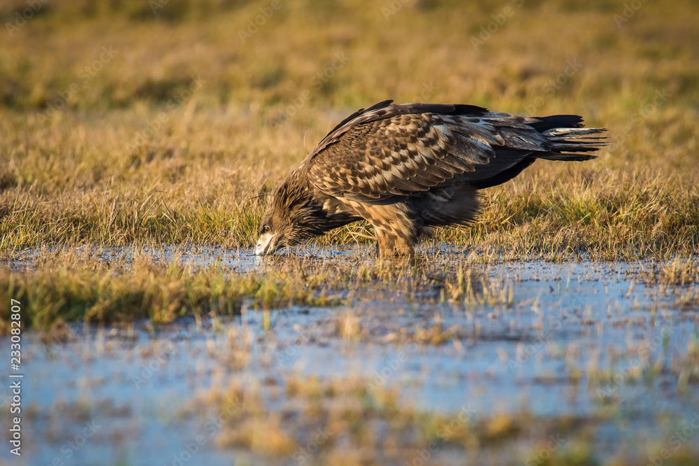 Obraz premium The White-tailed Eagle, Haliaeetus albicilla is sitting in autumn color environment of wildlife. Also known as the Ern, Erne, Gray Eagle, Eurasian Sea Eagle. In the foreground is a grass...