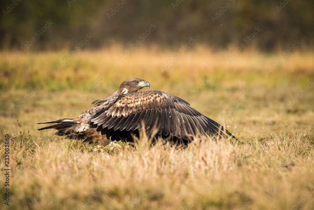 The Whitetailed Eagle, Haliaeetus albicilla is sitting in autumn color