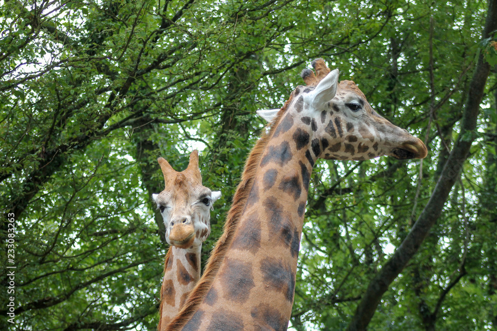 Obraz premium Giraffes