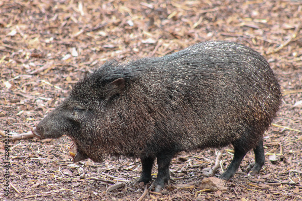 Pig with its mouth open Pig with its mouth open