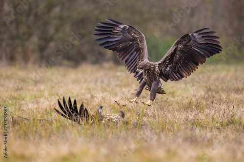 The White-tailed Eagles, Haliaeetus albicilla are fighting in autumn color environment of wildlife. Also known as the Ern, Erne, Gray Eagle, Eurasian Sea Eagle. They threaten with its claws. .. © Petr Šimon