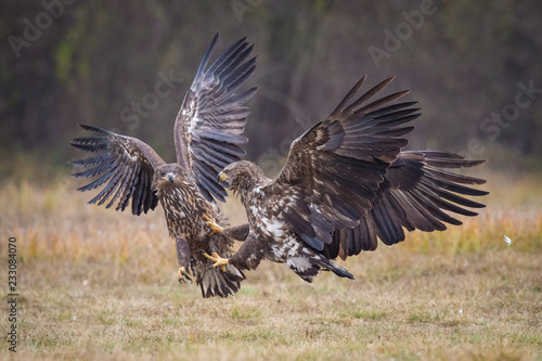 The White-tailed Eagles, Haliaeetus albicilla are fighting in autumn color environment of wildlife. Also known as the Ern, Erne, Gray Eagle, Eurasian Sea Eagle. They threaten with its claws. ..