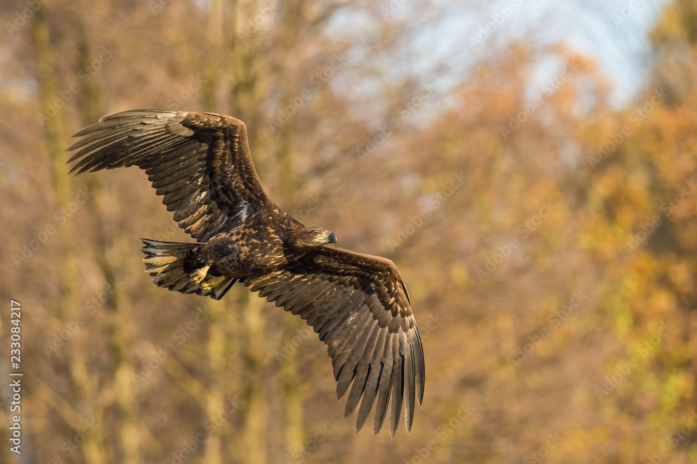 Fototapeta premium The White-tailed Eagle, Haliaeetus albicilla is flying in autumn color environment of wildlife. Also known as the Ern, Erne, Gray Eagle, Eurasian Sea Eagle. Nice autumn colorful background...