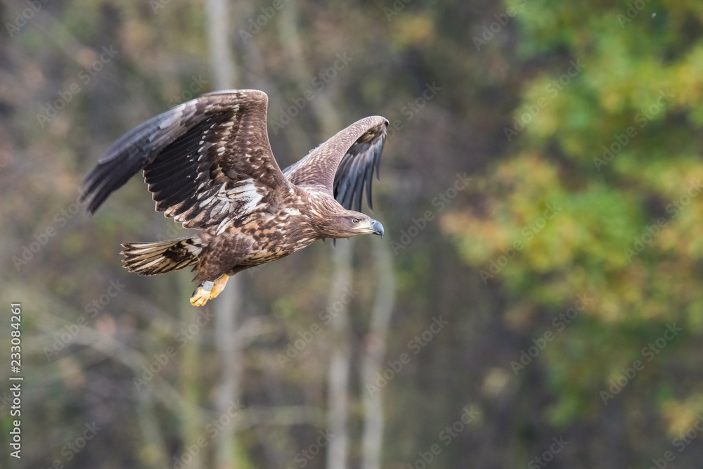 The White-tailed Eagle, Haliaeetus albicilla is flying in autumn color environment of wildlife. Also known as the Ern, Erne, Gray Eagle, Eurasian Sea Eagle. Nice autumn colorful background...
