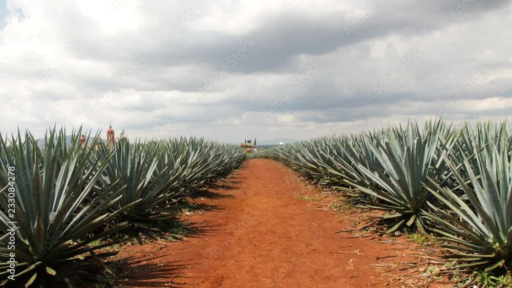 Moving Forward Through Fields of Tequila Agave with Bright Red Soil Surrounding the Cactus Like Plants Growing in Small Mexican Town of Jesus Maria Moving Forward Through Fields of Tequila Agave with Bright Red Soil Surrounding the Cactus Like Plants Growing in Small Mexican Town of Jesus Maria