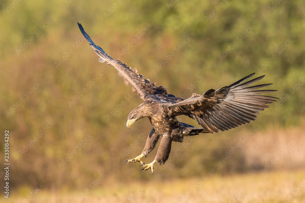 Obraz premium The White-tailed Eagle, Haliaeetus albicilla is flying in autumn color environment of wildlife. Also known as the Ern, Erne, Gray Eagle, Eurasian Sea Eagle. Nice autumn colorful background...