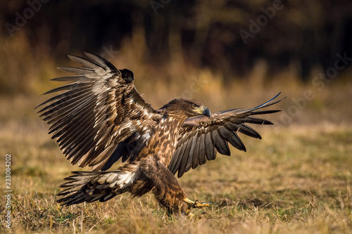 The White-tailed Eagle, Haliaeetus albicilla is flying in autumn color environment of wildlife. Also known as the Ern, Erne, Gray Eagle, Eurasian Sea Eagle. Nice autumn colorful background... © Petr Šimon