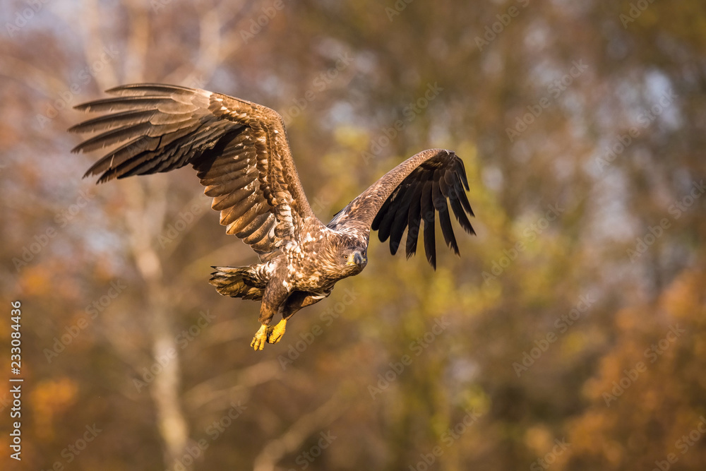 Obraz premium The White-tailed Eagle, Haliaeetus albicilla is flying in autumn color environment of wildlife. Also known as the Ern, Erne, Gray Eagle, Eurasian Sea Eagle. Nice autumn colorful background...