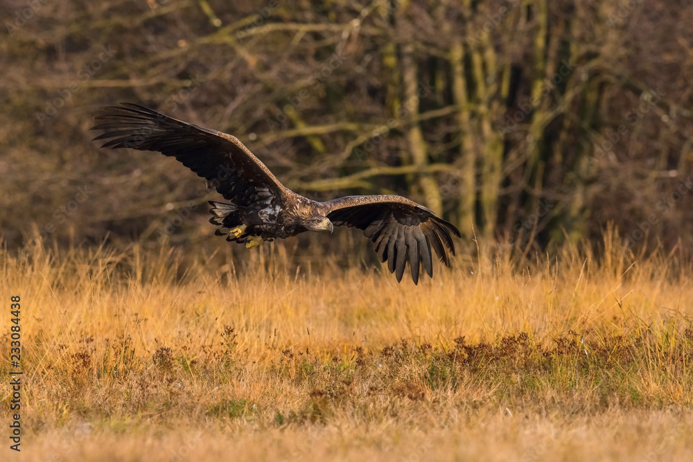 The White-tailed Eagle, Haliaeetus albicilla is flying in autumn color environment of wildlife. Also known as the Ern, Erne, Gray Eagle, Eurasian Sea Eagle. Nice autumn colorful background... The White-tailed Eagle, Haliaeetus albicilla is flying in autumn color environment of wildlife. Also known as the Ern, Erne, Gray Eagle, Eurasian Sea Eagle. Nice autumn colorful background...