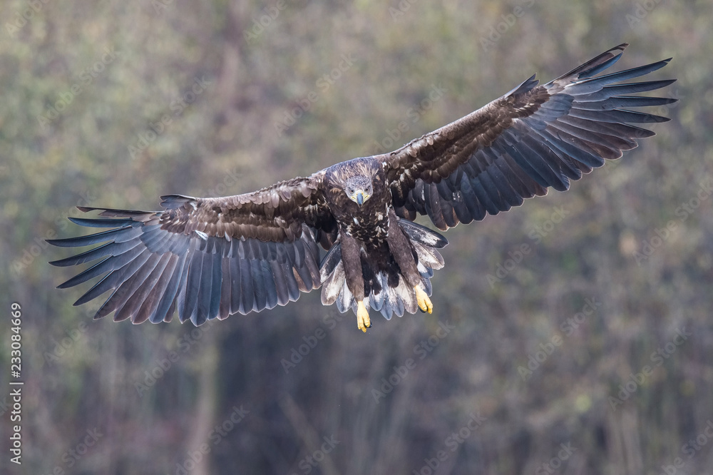 Obraz premium The White-tailed Eagle, Haliaeetus albicilla is flying in autumn color environment of wildlife. Also known as the Ern, Erne, Gray Eagle, Eurasian Sea Eagle. Nice autumn colorful background...