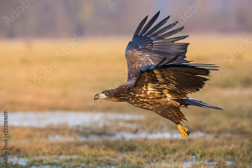 The White-tailed Eagle, Haliaeetus albicilla is flying in autumn color environment of wildlife. Also known as the Ern, Erne, Gray Eagle, Eurasian Sea Eagle. Nice autumn colorful background... photo