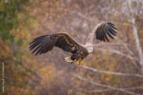 The White-tailed Eagle, Haliaeetus albicilla is flying in autumn color environment of wildlife. Also known as the Ern, Erne, Gray Eagle, Eurasian Sea Eagle. Nice autumn colorful background... © Petr Šimon