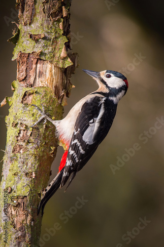 The Great Spotted Woodpecker, Dendrocopos major is sitting on the branch of tree, somewhere in the forest, colorful background and nice soft light ..