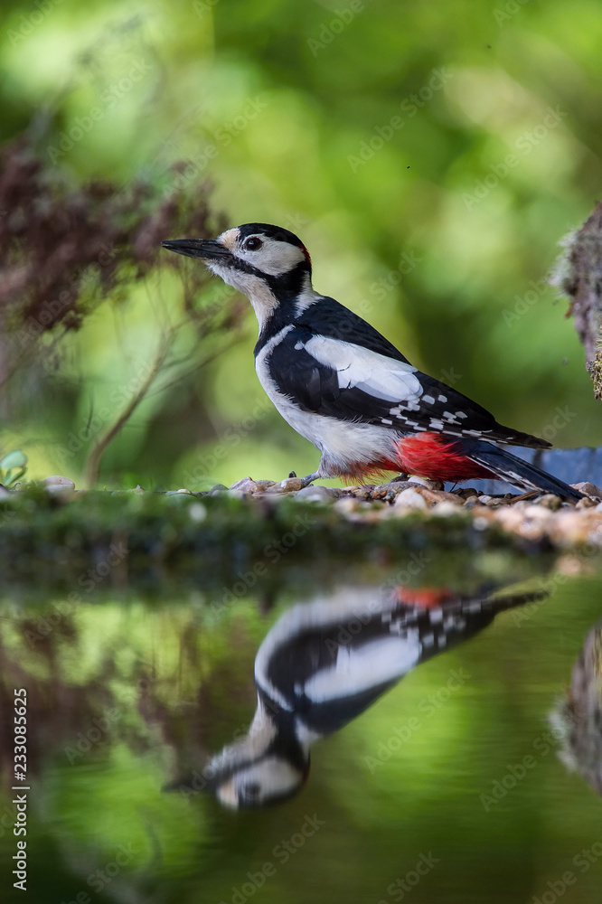 Obraz premium The Great Spotted Woodpecker, Dendrocopos major is sitting at the forest waterhole, reflecting in the surface, preparing for the bath, colorful background and nice soft light