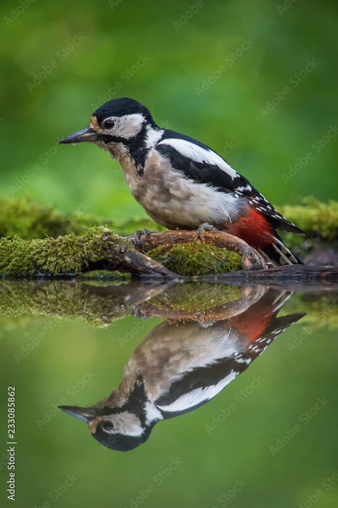 Fototapeta premium The Great Spotted Woodpecker, Dendrocopos major is sitting at the forest waterhole, reflecting in the surface, preparing for the bath, colorful background and nice soft light