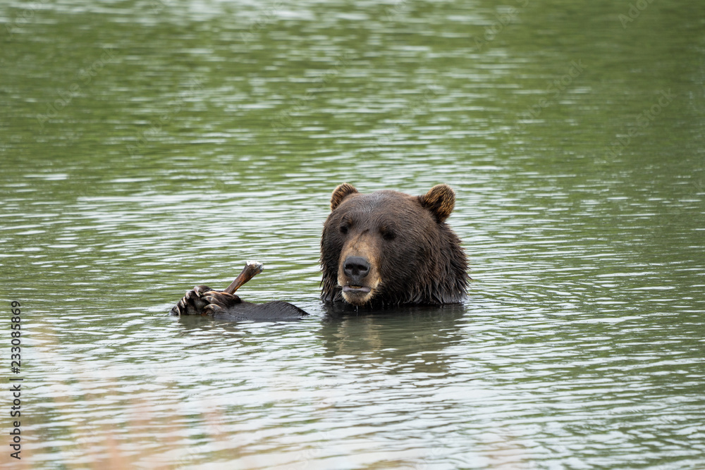 Alaskan grizzly bear sits in the water, eating a stick with his two paws and claws, giving a goofy silly sad look with his lips Alaskan grizzly bear sits in the water, eating a stick with his two paws and claws, giving a goofy silly sad look with his lips