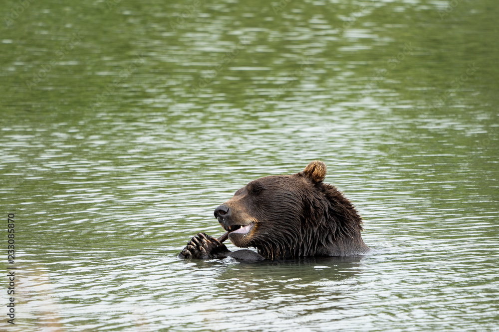 Alaskan grizzly bear sits in the water, eating a stick with his two paws and claws Alaskan grizzly bear sits in the water, eating a stick with his two paws and claws
