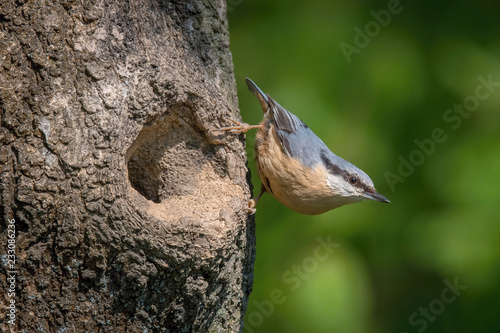 The Wood Nuthatch, Sitta europaea is sitting at the nesting cavity during the nesting season. photo