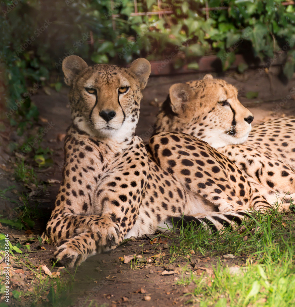 Two Leopards Lounging in afternoon sun Two Leopards Lounging in afternoon sun