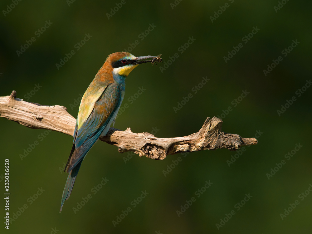 The European bee-eaters, merops apiaster is sitting and showing off on nice branch, aqmazing red eyes, during their mating season, nice colorful background and soft golden light, Czechia The European bee-eaters, merops apiaster is sitting and showing off on nice branch, aqmazing red eyes, during their mating season, nice colorful background and soft golden light, Czechia