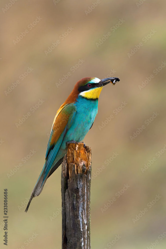 Fototapeta premium The European bee-eaters, merops apiaster is sitting and showing off on nice branch, aqmazing red eyes, during their mating season, nice colorful background and soft golden light, Czechia
