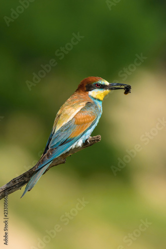 The European bee-eaters, merops apiaster is sitting and showing off on nice branch, aqmazing red eyes, during their mating season, nice colorful background and soft golden light, Czechia