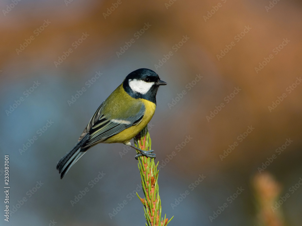 Fototapeta premium The&nbsp;Great Tit,&nbsp;Parus major, is sitting in color environment of wildlife