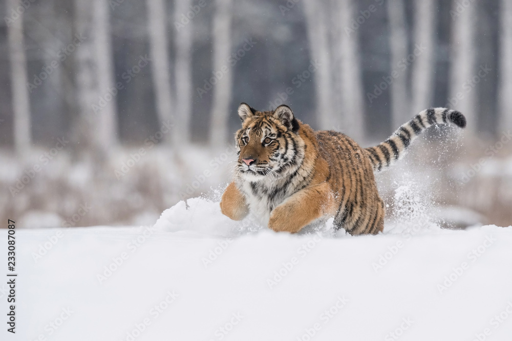 Obraz premium The Siberian Tiger, Panthera tigris tigris is running in the snow, in the background with snowy trees