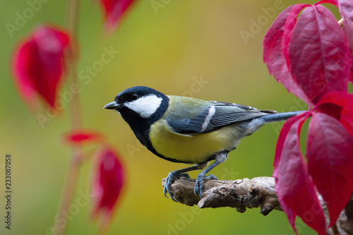 The Great Tit, Parus major, is sitting in color environment of wildlife © Petr Šimon