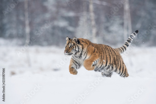 The Siberian Tiger, Panthera tigris tigris is running in the snow, in the background with snowy trees