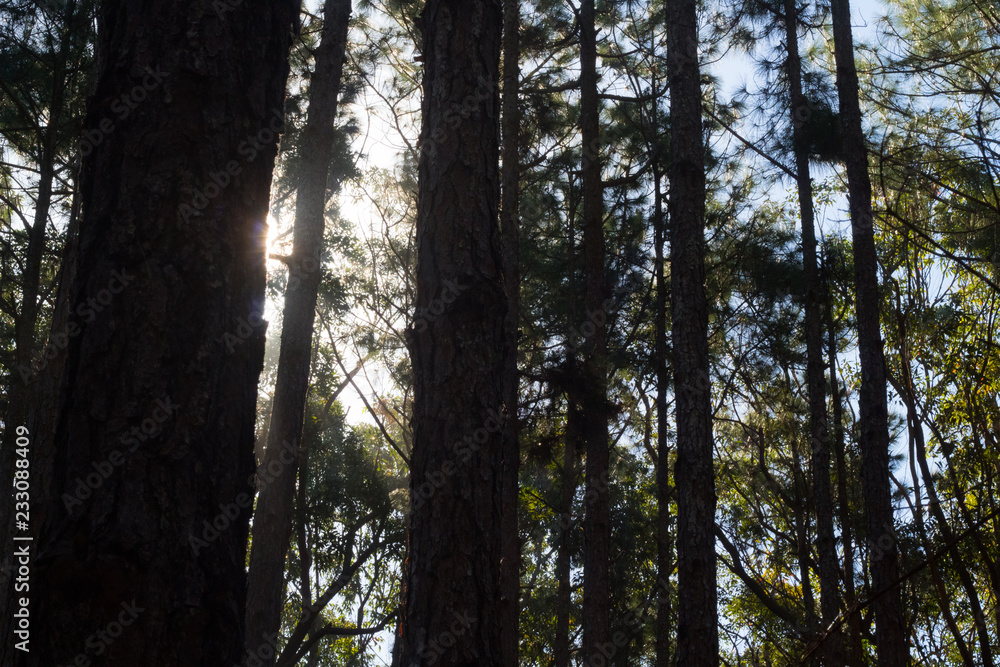 Fototapeta premium trees in forest
