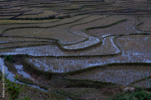 Rice fields early morning, Vietnam