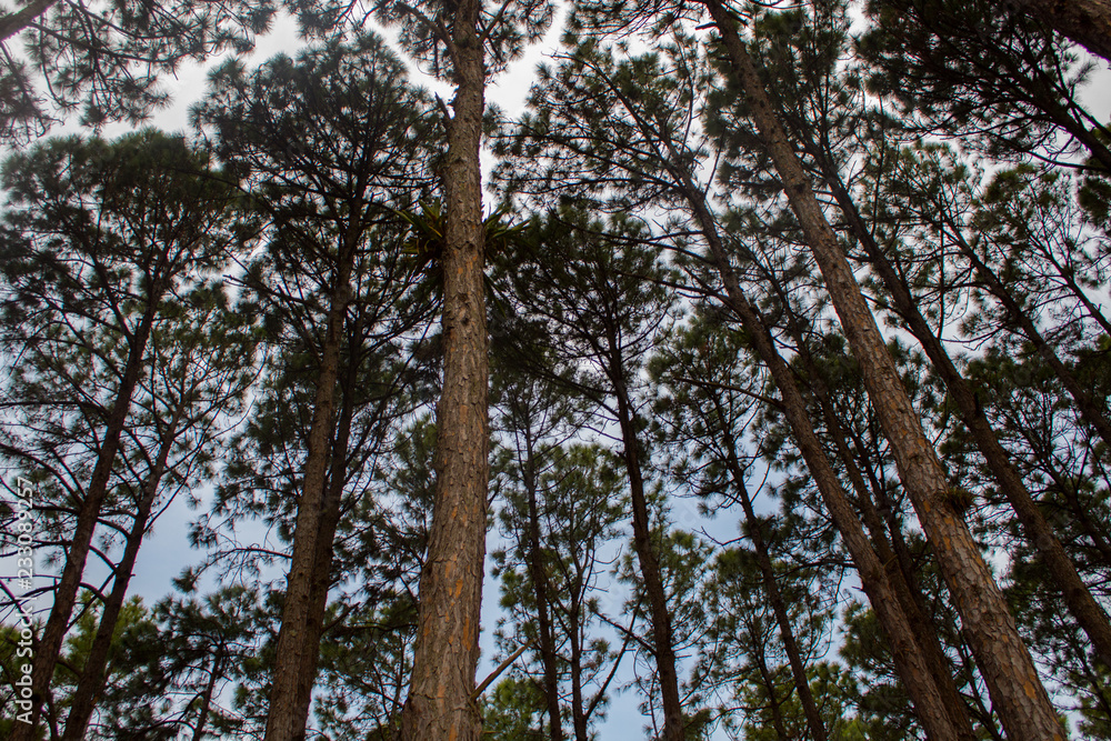 Fototapeta premium tree in the forest