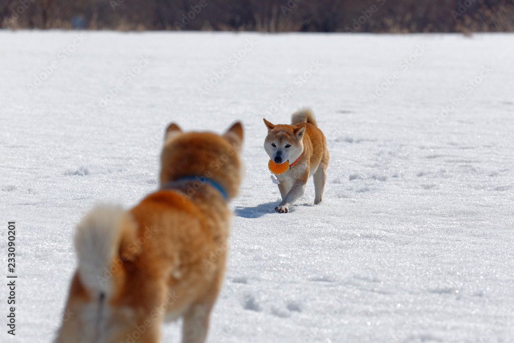 雪遊びの柴犬 雪遊びの柴犬