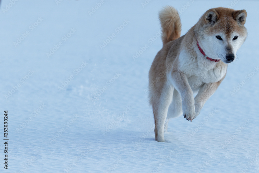雪遊びの柴犬