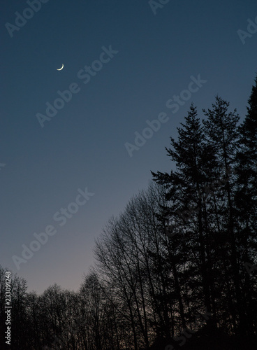 Trees silhouetted against a dark blue evening sky with crescent moon.