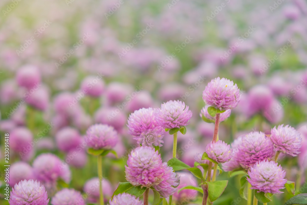 Close up.Globe amaranth Flower in the garden. Close up.Globe amaranth Flower in the garden.